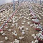 جوجه‌ریزی در واحدهای مرغ گوشتی لرستان ۱۵ درصد افزایش یافت