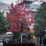 حسین نیا: بارش شدید باران در رودسر؛ شهرداری در آماده‌ باش کامل است