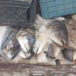 حمزه‌لوییان: یک هزار و ۱۰۰کیلوگرم گوشت ماهی غیر بهداشتی در اراک کشف شد