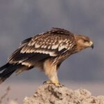 حمله یک عقاب طلایی به پهپاد خبرگزاری صداوسیما در خراسان شمالی