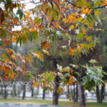 حکمی: هفته پربارشی برای خراسان رضوی پیش بینی شده است