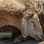 خانزاده:۱۴۳ رأس گوسفند فاقد مجوز حمل در شهرستان کاشمر توقیف شد