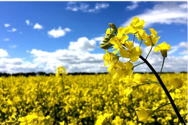 خاک حاصل‌خیز تا اقتصاد شکننده؛ کشاورزی ایلام چشم‌انتظار تحول راهبردی