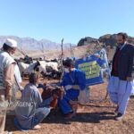 خدمت رایگان دامپزشکی به عشایر روستاهای ایرندگان خاش