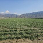 خسارت سیلاب و بارندگی به شش هزار هکتار از مزارع هرمزگان