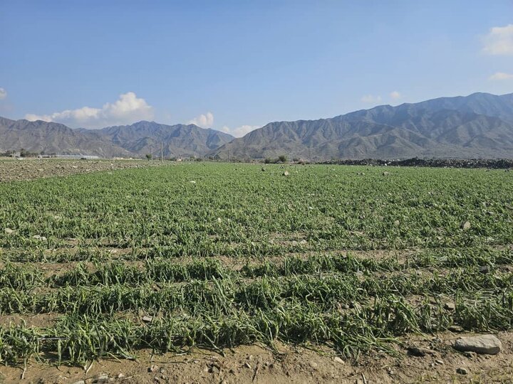 خسارت سیلاب و بارندگی به شش هزار هکتار از مزارع هرمزگان