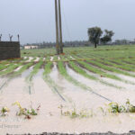 خسارت ۲۰۰ میلیاردی سیل و بارندگی به بخش کشاورزی میناب
