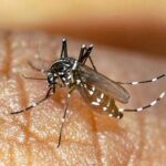 خطر ۴ بیماری مهم پس از بارندگی‌ها جزیره کیش را تهدید می کند