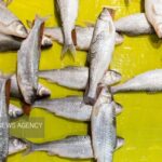 خودرو حامل ماهی قاچاق در شهرستان سیریک توقیف شد