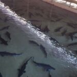 خوزستان به دنبال توسعه صنایع نوین و تنوع گونه‌ای در تولید آبزیان است