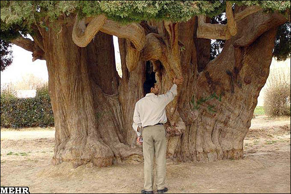 درختان دیرزیست ایران در رویای جهانی شدن؛ سرو ابرکوه الگوی نجات درختان درختان دیرزیست ایران در رویای جهانی شدن؛ سرو ابرکوه الگوی نجات درختان