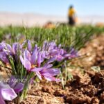 دستخواه احمدی: برداشت زعفران در تربت جام با کاهش ۴۰ درصدی مواجه شد