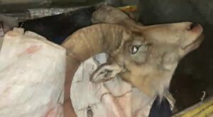 دستگیری شکارچیان غیرمجاز در منطقه شاهوار شاهرود