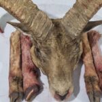 دستگیری شکارچیان متخلف و کشف لاشه گوسفند وحشی در شاهرود