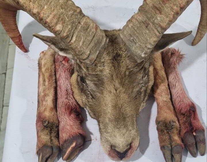 دستگیری شکارچیان متخلف و کشف لاشه گوسفند وحشی در شاهرود