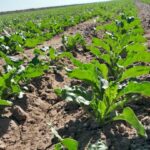 دو راهی بر مسیر توسعه کشاورزی؛ الگوی کشت گلستان، قانون بدون زیرساخت