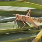 رزمایش مقابله با آفت ملخ صحرایی در بوشهر برگزار می شود