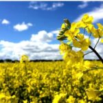 رشد ۵۰ درصدی سطح زیرکشت کلزا در شهرستان گیلانغرب