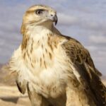 رهاسازی سارگپه درمان‌ شده در دره‌ هایقر فیروزآباد