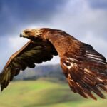 رهاسازی یک عقاب صحرایی گرفتار در سیم‌های برق شهر بیضا