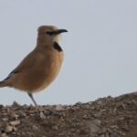 «زاغ‌بور» پرنده بومی ایران در قاب توران شاهرود