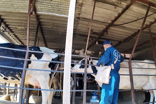 سرگزی: ۴۷ هزار رأس دام سنگین علیه لمپی‌اسکین واکسینه شدند