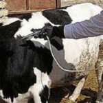 سویه جدید تب برفکی در وضعیت مهار است