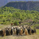 سیلاب ۷ میلیارد تومان خسارت به دام و زیرساختهای عشایری ایلام وارد کرد