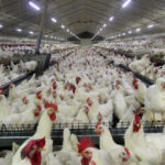 شجاعی: ۱۰ هزار واحد برای آنفلوآنزای فوق‌حاد طیور درمازندران پایش شدند