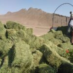 شهروندان شاهرودی پویش «نذر علوفه» راه‌اندازی کرده‌اند