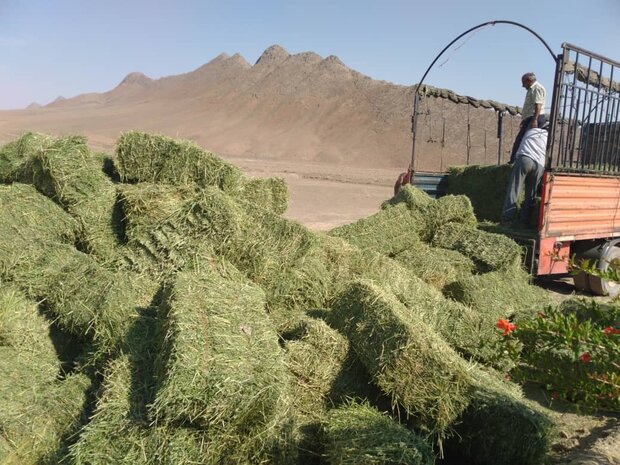 شهروندان شاهرودی پویش «نذر علوفه» راه‌اندازی کرده‌اند