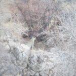 شکوهی: پلنگ ایرانی در پناهگاه حیات‌وحش «کم‌کی» بهاباد حضور پایدار دارد