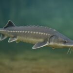 ظرفیت تولید ۵ هزار تن ماهیان خاویاری در پایین‌دست سد «سیمره»