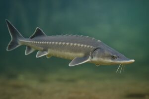 ظرفیت تولید ۵ هزار تن ماهیان خاویاری در پایین‌دست سد «سیمره»