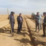 فتحی: محصول «کاپاریس» برای نخستین بار در شهرستان دهلران کشت شد