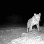 لحظه کم‌نظیر حضور پلنگ ایرانی در پارک ملی صیدوا مهدیشهر ثبت شد