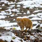 محمودی:تفرجگاه‌های خراسان رضوی با توجه به بارش برف تا دوشنبه تعطیل است