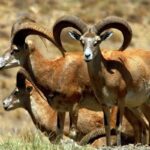 محیط زیست اصفهان: حیات وحش از تب برفکی مصون مانده است