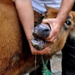 مدیرکل دامپزشکی کرمان: اولین مورد تب برفکی در استان کرمان مشاهده شد