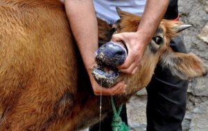 مدیرکل دامپزشکی کرمان: اولین مورد تب برفکی در استان کرمان مشاهده شد