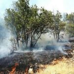 مرزبانی: بیش از ۵ هزار متر مربع از جنگل‌ های تالش در آتش سوخت