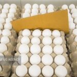 معضل کمبود نهاده دامی همچنان پابرجاست