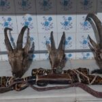 موسوی: سه شکارچی متخلف در اردکان دستگیر شدند