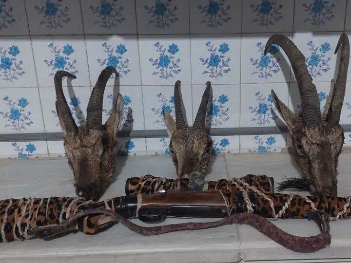 موسوی: سه شکارچی متخلف در اردکان دستگیر شدند