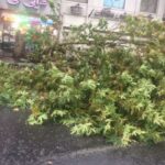 مومنی: باد شدید در رشت موجب سقوط درخت روی خودرو شد