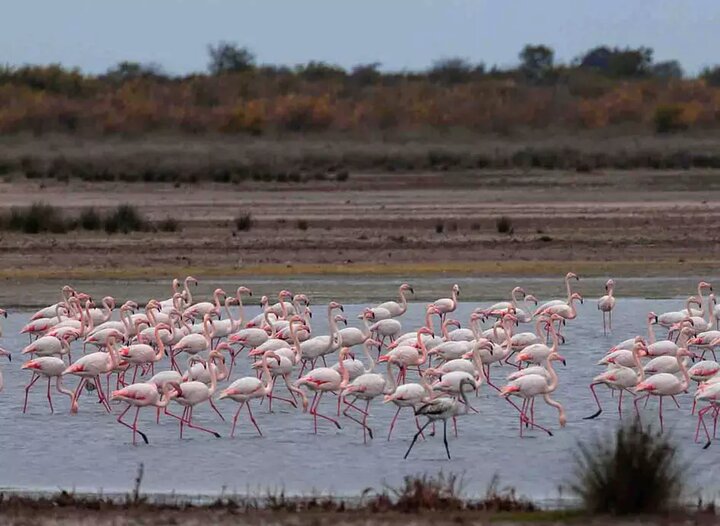 میانکاله تشنه، خشک و منتظر تدبیر