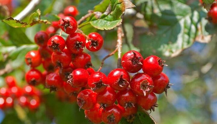 میوه‌ای برای سلامت قلب و آرامش روان