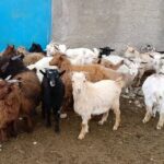 نجات «بز مرخز» از انقراض؛ احیای یک نژاد بومی با طعم اشتغال در دهگلان