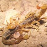 نجات جان بیمار عقرب‌گزیده در بشاگرد با تلاش نیروهای اورژانس