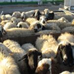 نجف زاده: ۲۶ راس دام قاچاق زنده در بوکان کشف شد